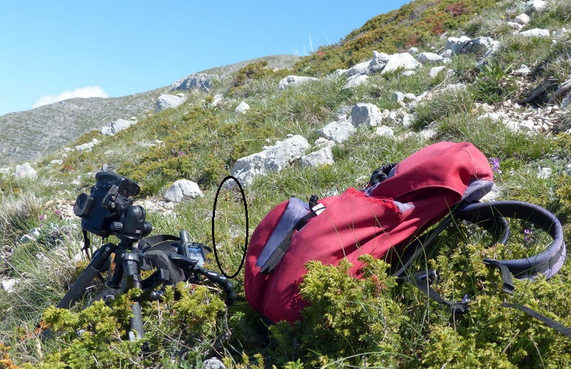 Monte Velino e Monti della Duchessa, le orchidee e la Natura  2024.